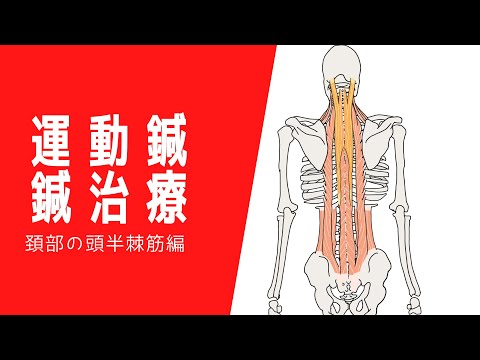 首の痛みに❗️頚部の頭半棘筋の運動鍼