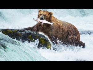 Beautiful Relaxing Music | Stress Relief & Meditation | Bears Fishing