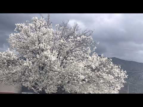 Relaxing music spring time 2
