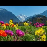 Beautiful Relaxing Music, Peaceful Soothing Instrumental Music, "Summer In Switzerland" by Tim Janis