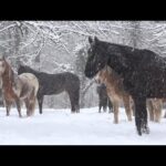 Beautiful Peaceful Music, Relaxing Music, Instrumental Music, "Winter's In Yosemite" by Tim Janis