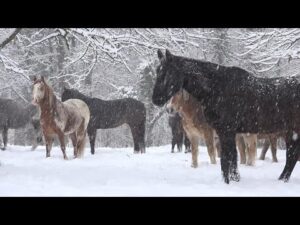 Beautiful Peaceful Music, Relaxing Music, Instrumental Music, "Winter's In Yosemite" by Tim Janis