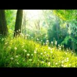 Beautiful Relaxing Music, Peaceful Instrumental Music, "Spring Forest Sound"