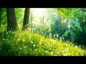 Beautiful Relaxing Music, Peaceful Instrumental Music, "Spring Forest Sound"