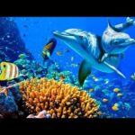 Relaxing Music to Relieve Stress, Anxiety and Depression • Mind, Body 🐬 Soothing music for nerves