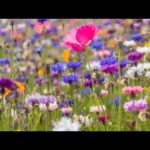 Peaceful Music, Relaxing Instrumental Music, "Echoes of Spring" By Tim Janis