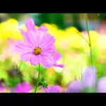 Beautiful Relaxing Hymns, Peaceful piano Music, "Welcome Spring" in 4k by Tim Janis