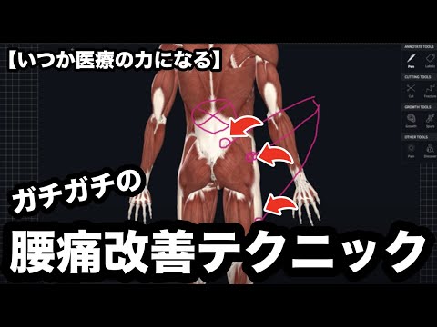いつか医療の力になる。　ガチガチ腰痛改善テクニックの決定版【腰痛 治し方 ストレッチ】Improvement technique for back pain