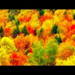 Peaceful Autumn Days, Autumn Scenery, Beautiful Relaxing Instrumental Music by Tim Janis