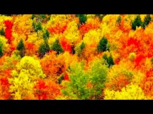 Peaceful Autumn Days, Autumn Scenery, Beautiful Relaxing Instrumental Music by Tim Janis