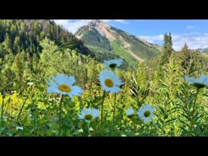 Peaceful Music, Relaxing Music, "Wildflower Mountain" By Tim Janis
