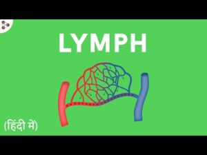 Life Processes – Lesson 25 | Lymph – in Hindi (हिंदी में ) | Infinity Learn