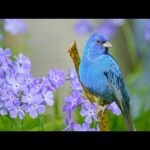 Beautiful Relaxing Hymns, Peaceful Calm Instrumental Music, "Songbird's of Spring" By Tim Janis
