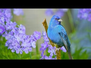 Beautiful Relaxing Hymns, Peaceful Calm Instrumental Music, "Songbird's of Spring" By Tim Janis