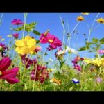 Beautiful Relaxing Hymns, Peaceful Instrumental Music, "Montana Mountain Morning peace" by Tim Janis