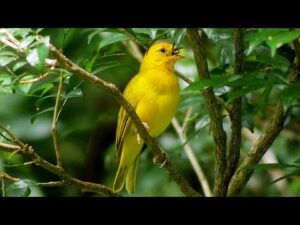 Morning relaxing music, piano music for stress relief with birds singing, calming music.