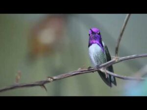 Birds Relax music very relaxing feel reduces stress | recommended by experts
