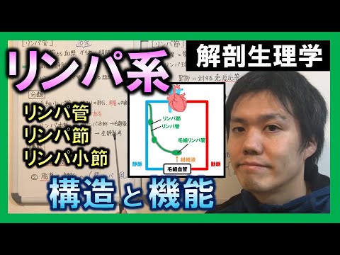 【基礎から勉強・解剖生理学】リンパ（構造と機能）【理学療法士・作業療法士】