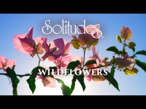 Dan Gibson’s Solitudes – Caressed by the Sun | Wildflowers