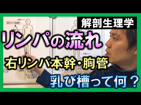 【基礎から勉強・解剖生理学】リンパの流れ【理学療法士・作業療法士】