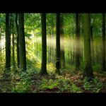 Beautiful Relaxing Music, Peaceful Soothing Music, "Forest Light " by Tim Janis