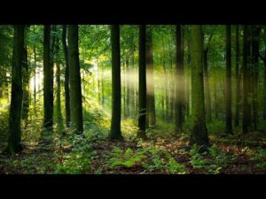 Beautiful Relaxing Music, Peaceful Soothing Music, "Forest Light " by Tim Janis