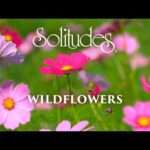Dan Gibson’s Solitudes – The Speckled Meadow | Wildflowers