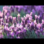Relaxing Peaceful Music, Soothing Instrumental Music, "Moments of Spring" by Tim Janis