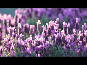 Relaxing Peaceful Music, Soothing Instrumental Music, "Moments of Spring" by Tim Janis