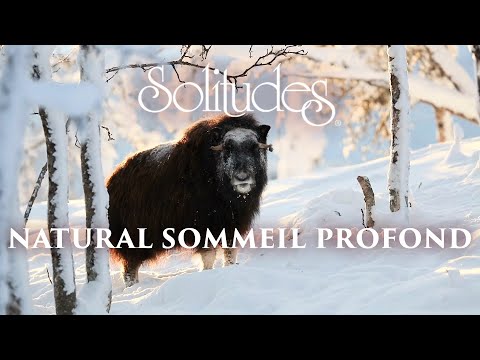 Dan Gibson’s Solitudes – Lueur Celeste | Natural Sommeil Profond