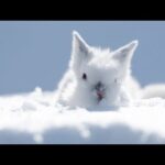 Beautiful Relaxing Hymns, Peaceful Piano Music, "Winter Morning Sunrise" by Tim Janis