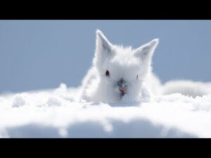 Beautiful Relaxing Hymns, Peaceful Piano Music, "Winter Morning Sunrise" by Tim Janis