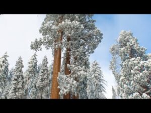 Beautiful Relaxing Music, Peaceful soothing music "Sequoia Snowfall" by Tim Janis