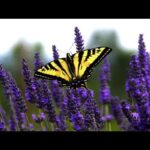 11 HOURS Relaxing Music For Stress Relief, Nature Sounds, Massage, Spa