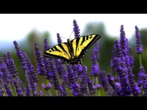 11 HOURS Relaxing Music For Stress Relief, Nature Sounds, Massage, Spa