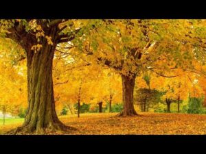 Beautiful Relaxing Music, Peaceful Soothing Instrumental Music, "Autumn in Colorado" by Tim Janis
