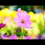 Beautiful Relaxing Hymns, Peaceful Instrumental Music, "The Colors of Spring" by Tim Janis