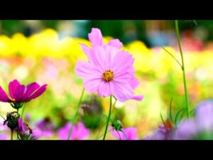 Beautiful Relaxing Hymns, Peaceful Instrumental Music, "The Colors of Spring" by Tim Janis