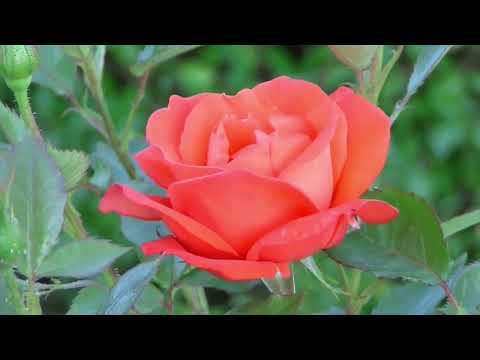 Relaxing Music | Soothing Music