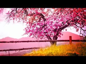 Beautiful Relaxing Music, Peaceful Soothing Instrumental Music, "Spring Cherry Blossoms"  Tim Janis