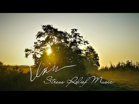 Morning Relaxing Music – Beautiful Piano for Stress Relief, Study – Calm Music With Birds Singing