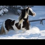 Beautiful Relaxing  Music, Peaceful Soothing Piano Music, "Horses of the Winter Forest" by Tim Janis