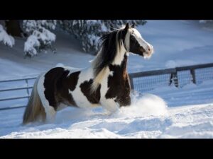 Beautiful Relaxing  Music, Peaceful Soothing Piano Music, "Horses of the Winter Forest" by Tim Janis