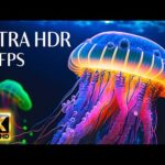 4K HDR 60fps Dolby Vision with Relaxing Music – Life Of The Ocean (Colorful Dynamic)
