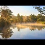Beautiful Relaxing Music, Peaceful Soothing Music, "The Secret Light of the Forest " by Tim Janis