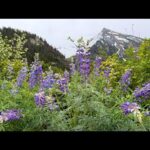 Beautiful Relaxing Music, Peaceful Soothing Music, "Lupine Colorado Rocky Mountain" by Tim Janis