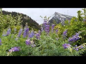 Beautiful Relaxing Music, Peaceful Soothing Music, "Lupine Colorado Rocky Mountain" by Tim Janis