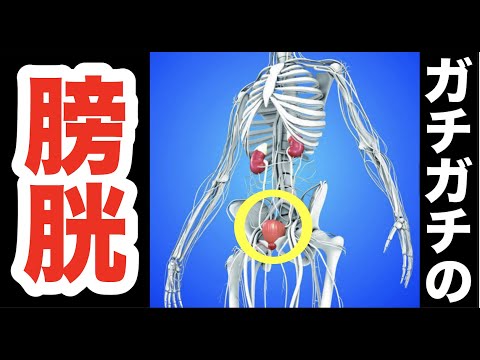ガチガチの””膀胱””を一撃でユルユルにする最高の治療テクニックの決定版！！【腰痛 治し方 ストレッチ】How to loosen the bladder and cure a headache