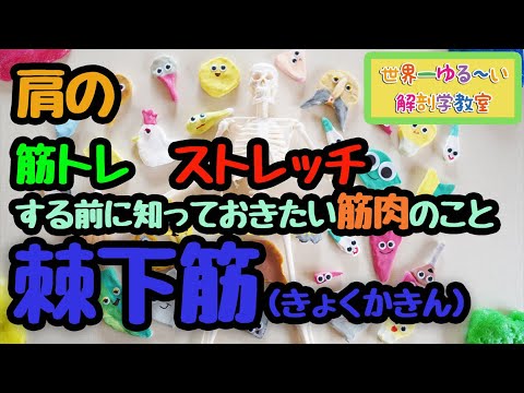【肩が痛い・五十肩】肩の筋トレ、ストレッチをする前に知っていると役立つ筋肉