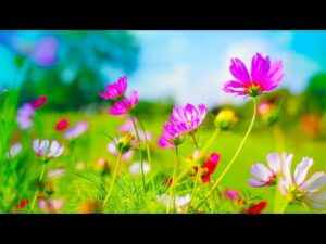Beautiful Relaxing Hymns, Peaceful  Instrumental Music, "Spring Morning Sunrise" By Tim Janis